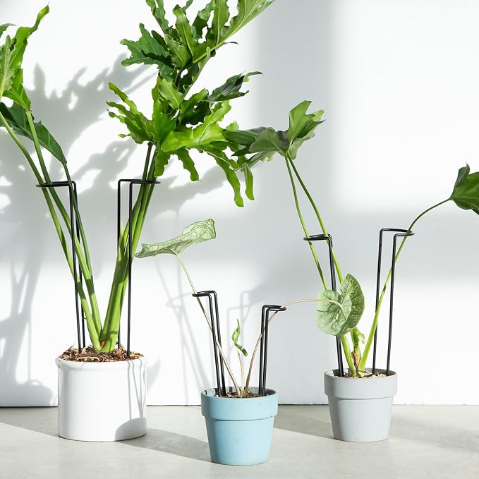 10-Pack Monstera Plant Support - Image 5