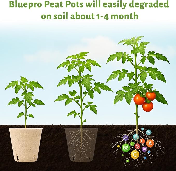 120 Packs 3.15 Inch + 4 Inch Peat Pots, Biodegradable Pots - Image 4