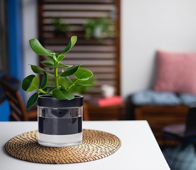 Phoenix Vine 4 Inch Self Watering Planter Pot - Image 6